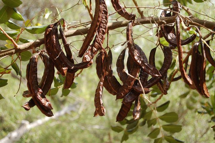 περιοχές και φυτρώνει σε αρκετή απόσταση η μία από την άλλη. Ο καρπός της χαρουπιάς Τα άνθη της χαρουπιάς βγαίνουν αρχές φθινοπώρου όπου και συλλέγονται μαζί με τα φύλλα και οι λοβοί στα τέλη Ιουλίου.