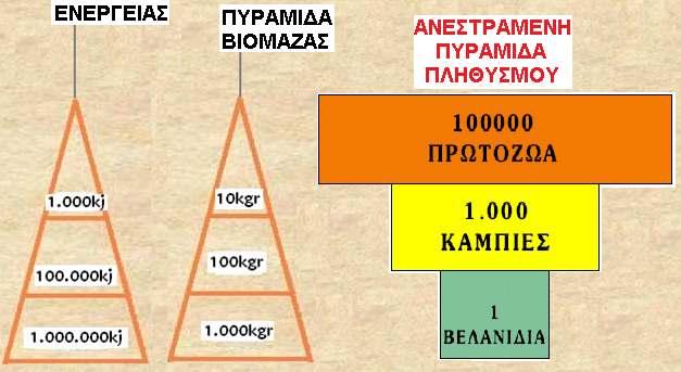 χαρακτηρίζεται ανεστραµµένη γιατί: O πληθυσµός των ανώτερων επιπέδων γίνετε ολοένα και µεγαλύτερος από τον πληθυσµό των