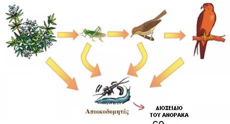 ΚΥΚΛΟΣ ΤΟΥ ΑΝΘΡΑΚΑ Επαναφορά του διοξειδίου του άνθρακα CΟ2 στην ατµόσφαιρα Μέσω των αποικοδοµητών: Ένα µέρος της οργανικής ύλης που παράγεται από τους παραγωγούς καταλήγει ως νεκρή ύλη (φύλλα,