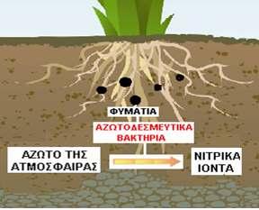 νιτρικά ιόντα µπορούν να απορροφηθούν από τα