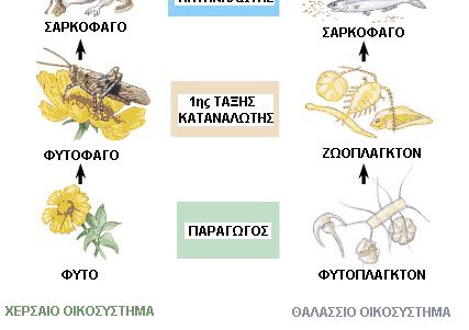 Καταναλωτές 2ης τάξης Είναι οργανισµοί που τους χωρίζουν 2 βήµα από τους παραγωγούς και είναι τα σαρκοφάγα ζώα τα οποία τρέφονται µε φυτοφάγα