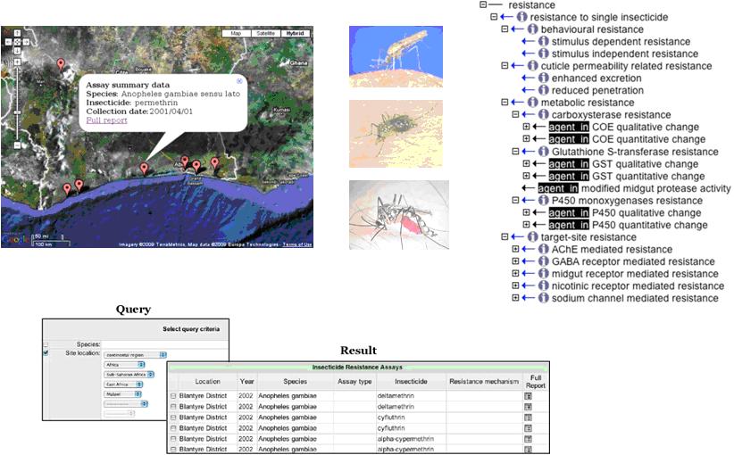 Ontology and GIS -Database (MIRO/Irbase) (http://anobase. vectorbase.