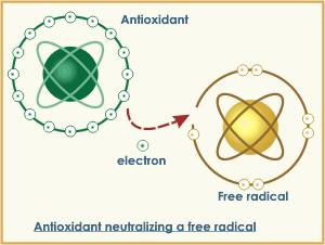οι αντιοξειδωτικοί παράγοντες προσφέρουν στις ελεύθερες ρίζες το ηλεκτρόνιο ή το υδρογόνο που τους λείπει και έτσι εμποδίζουν τη δράση τους ή ενεργοποιούν τα ενδογενή αμυντικά συστήματα (Halliwell