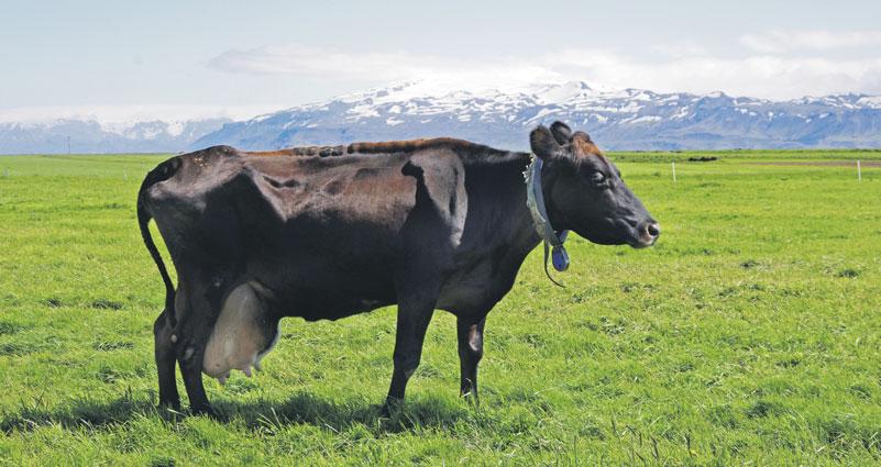 Gangmáladagatal er ennþá notadrýgra. Áminningar í dagatölum símanna geta einnig nýst. Skýrsluhaldskerfið Huppa er handhægt og einnig forrit sem fylgja mörgum mjaltakerfum.