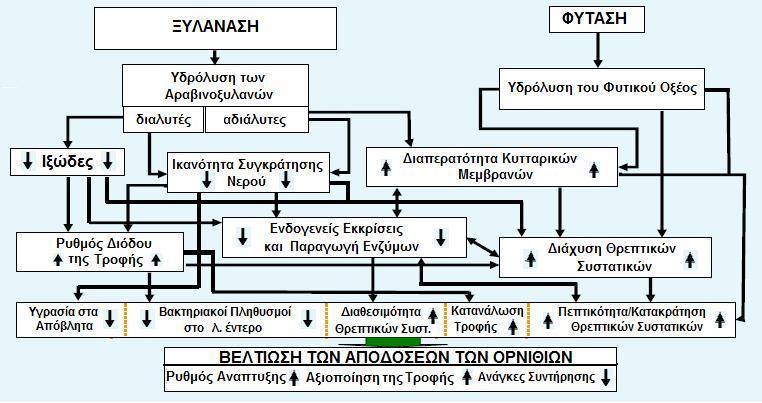 2.3.2. Μηχανισμός δράσης της προσθήκης συνδυασμού φυτάσης και ξυλανάσης Η αντιδιαιτητική δράση των αραβινοξυλανών του σιταριού έγκειται στην αύξηση που προκαλούν στο ιξώδες του περιεχομένου του