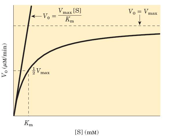 המהירות ההתחלתית בריכוזי סובסטרט שונים: [S] ב V0 : Km >> [S] תלות ליניארית של : [S] >> Km