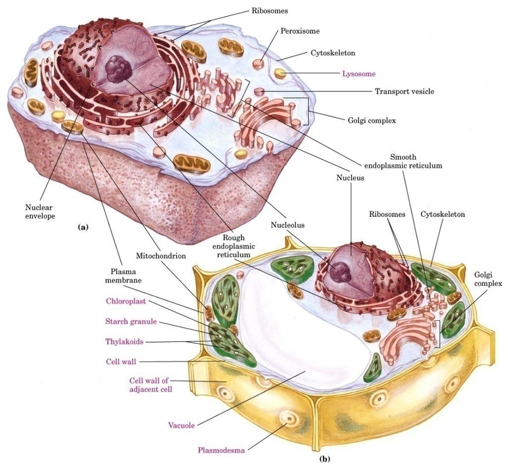 Uvod, biomolekuli -jedinstvo živog sveta na biohemijskom novou -