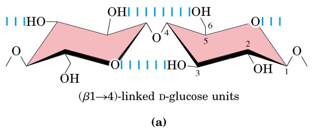 Celuloza strukturni polisaharid biljaka Glikozaminoglikani