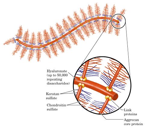 Proteoglikani Protein sa kovalentno