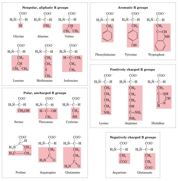 Proteinske amino kiseline Esencijalne i nesencijalne