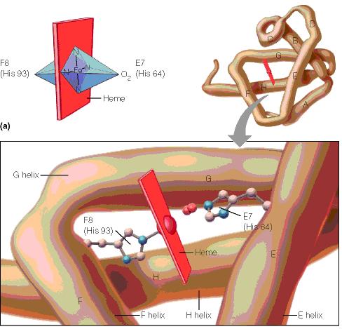 Proteini mogu biti prosti i složeni prosti samo aminokiseline složeni sadrže atom metala ili mali organski molekul (ligand ili prostetična grupa) glikoproteini