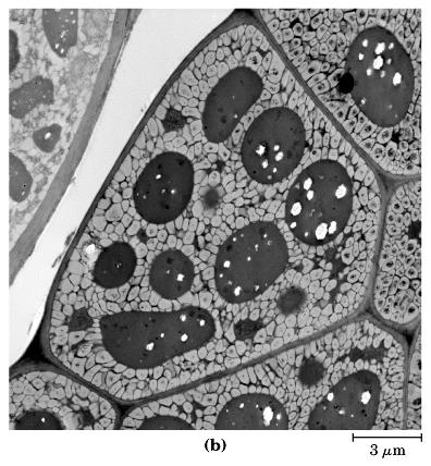 idroliza triacilglicerola ( + ili enzimska kataliza) glicerol i masne kiseline Saponifikacija (bazna hidroliza) glicerol i soli masnih kiselina (sapuni) C 2 C C 2 O O O O C (C 2 ) 16 C 3 O C O C (C 2