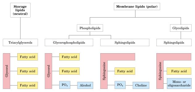 Klasifikacija lipida Lipidi kao konstituenti