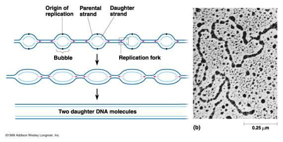 Replikacija početak replikacije kod prokariota i eukariota