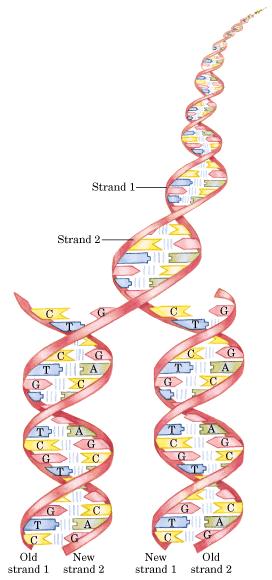 Replikaciona viljuška DNK polimeraza kreće se duž starog