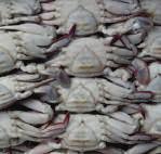 200 300 Gr Crab