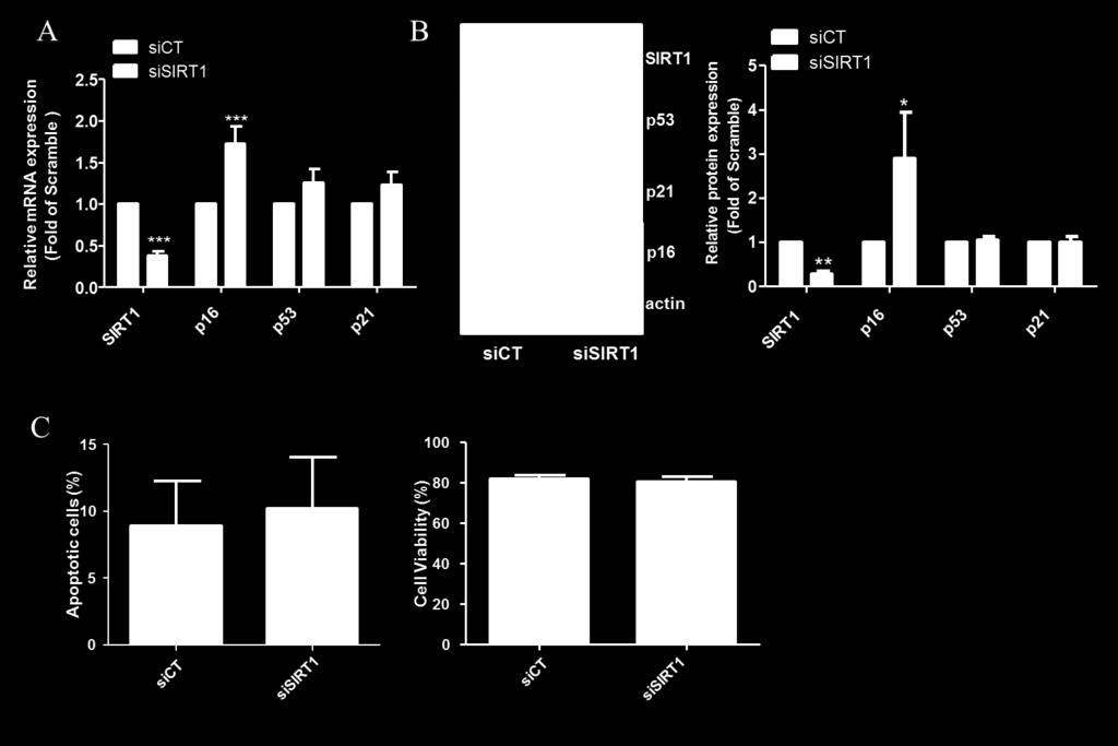 Scramble (sict), were assessed by RT-qPCR and western blot analysis respectively. (A) Impact of SIRT1 silencing on mrna level.