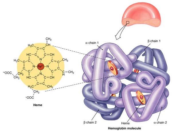 Whole genome dublication: το παράδειγμα των