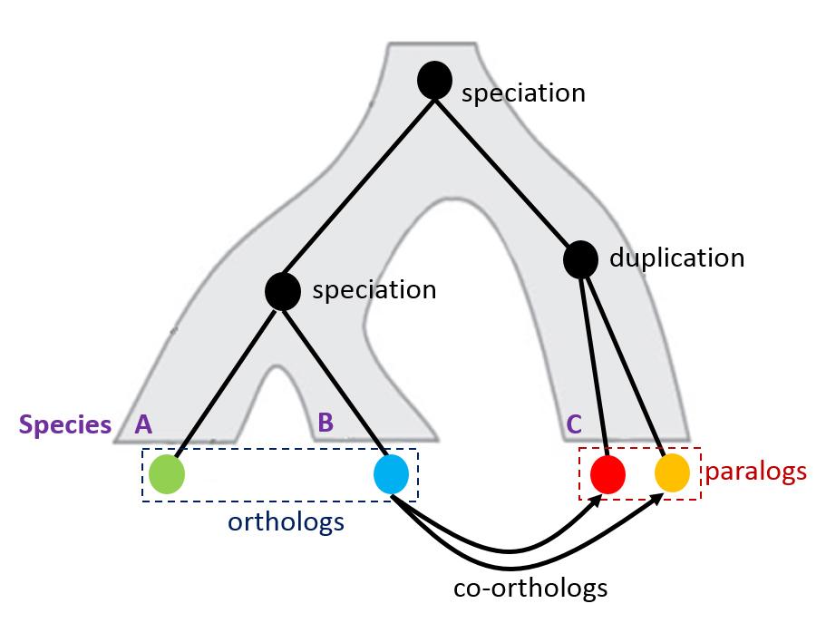 Οι σχέσεις των γονιδίων που προκύπτουν Ορθόλογα Γονίδια σε διαφορετικά είδη που εξελίχθηκαν από ένα κοινό προγονικό γονίδιο μέσω ειδογένεσης