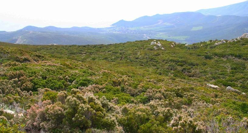 Θαμνολίβαδα φυλλοβόλων θάμνων ψευδομακίας βλάστησης.