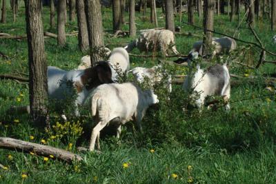 Παραγωγή Κατά κανόνα η ετήσια παραγωγή των δασολίβαδων είναι μεγαλύτερη των άλλων λιβαδικών τύπων για τους εξής