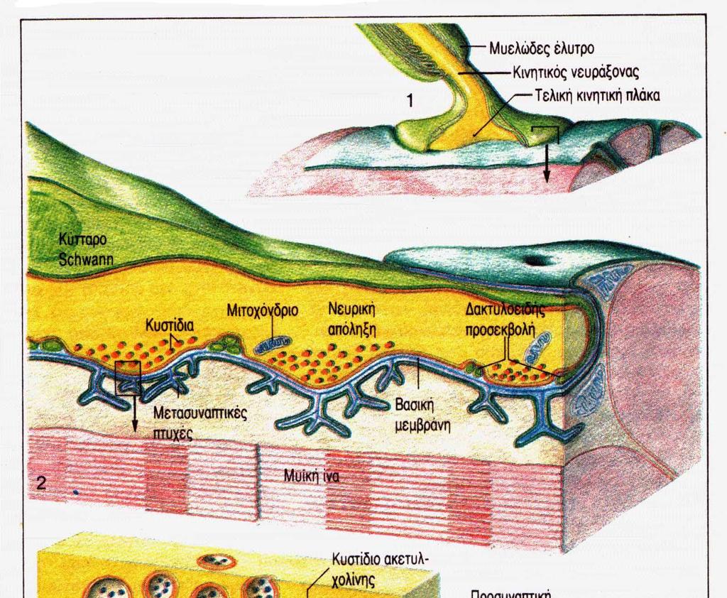 Νευρομυϊκή Σύναψη Από