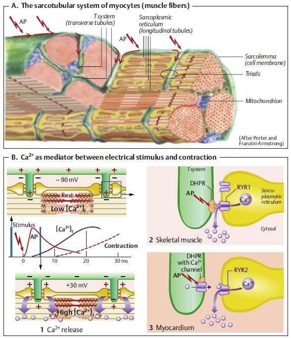 Μετάδοση του δυναμικού ενέργειας στο σαρκοσωληναριακό σύστημα του μυϊκού κυττάρου