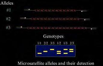 Εικόνα 7. Μικροδορυφόροι ως μοριακοί δείκτες. Απεικόνιση 3 πολυμορφικών αλληλομόρφων ως προς τους μικροδορυφόρους τους.