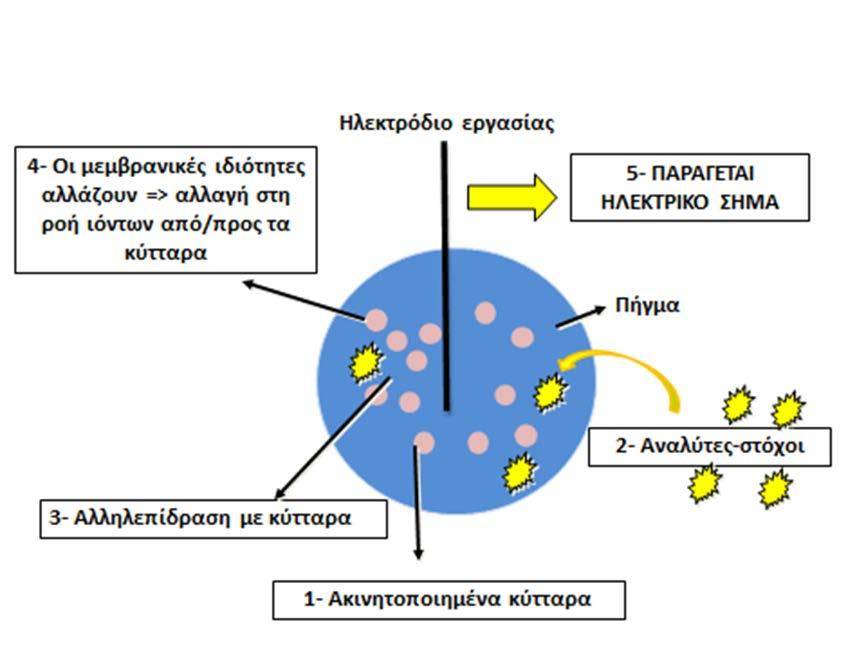 Σχήμα 3.1: Αρχή λειτουργίας ενός βιοαισθητήρα BERA.