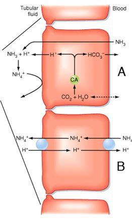 συγκέντρωση NH3/NH4 + στον μυελό Έκκριση NH3/NH4 + στο άπω σωληνάριο