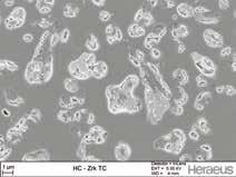 Όλες οι σειρές υλικών HeraCeram, συμπεριλαμβανομένης και της Zirkonia, περιέχουν μικρόκοκκους Λευκίτη, οι οποίοι ουσιαστικά μειώνουν την ευαισθησία στη σχισμοειδή αποκόλληση (chipping) και τη θραύση.