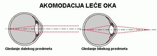 Akomodacija oka - Oko se podešava za jasno gledanje bliskih predmeta ispupčavanjem leće, pomoću cilijarnih vlakana, tj. smanjenjem žarišne duljine leće.