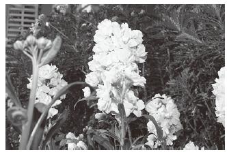 Zvýšený voliteľný rozsah pre uzávierku umožňuje fotografovat s bleskom so širokou clonou, pričom pozadie bude mimo zaostrenia a zdôrazní sa objekt.