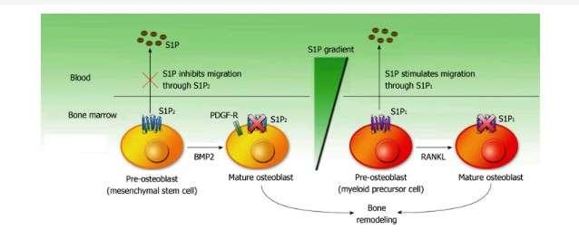 Sphingosine-1-phosphate Lee et al To stay or to leave: Stem cells and