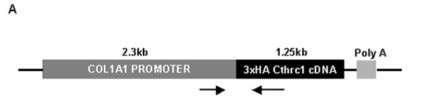 Cthrc1 is a positive regulator of