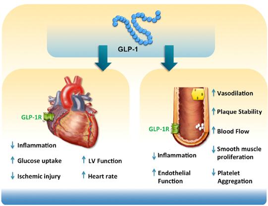 Σύνοψη Καρδιαγγειακές δράσεις του GLP-1 Αρκετά αντικρουόµενα δεδοµένα Δυσχερής η διάκριση έµµεσων