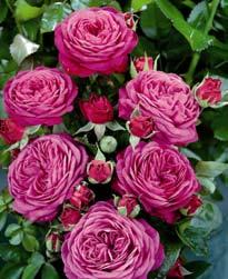 με μεγάλα τριαντάφυλλα Χαμηλά πολύανθα Αυτή η κατηγορία περιλαμβάνει τριανταφυλλιές με χαμηλή ανάπτυξη ύψους 40-60 εκ.
