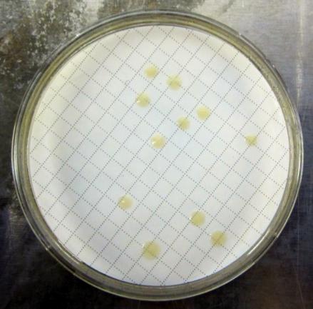 Figure3W10:ExampleofEcolicoloniesafterincubation(NDCright,countablecoloniescentre, andtntcleft) 3.4.