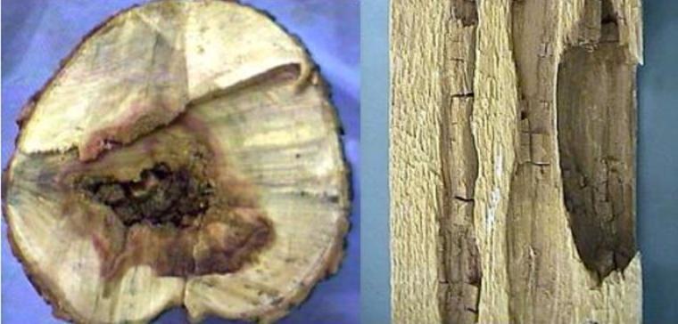 Εικόνα 4: Ξύλο που έχει προσβληθεί από μύκητες (αλλοίωση) Εικόνα 5: Ανισοτροπία του ξύλου: