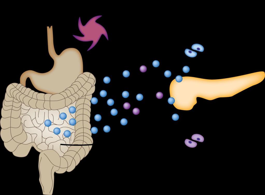 DPP-4 αλαζηνιείο: κεραληζκόο δξάζεο Food intake Stomach