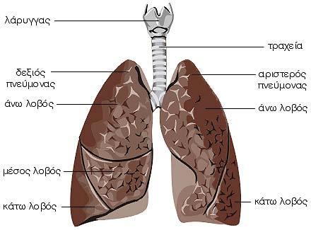 Εικόνα 2: Ανατομία πνευμόνων.