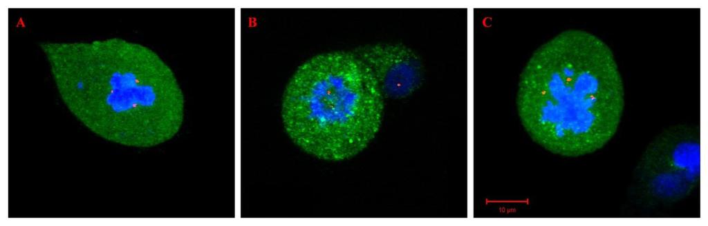 Центросомыг anti-γ-tubulin эсрэг биеэр илрүүлсэн (улаан), anti-gfp эсрэг биеийг GFP-тэй холбосон JSAP1-ийг илрүүлэхэд хэрэглэсэн (ногоон), хромосомын ДНХ-ийг DAPI-р будсан (цэнхэр).