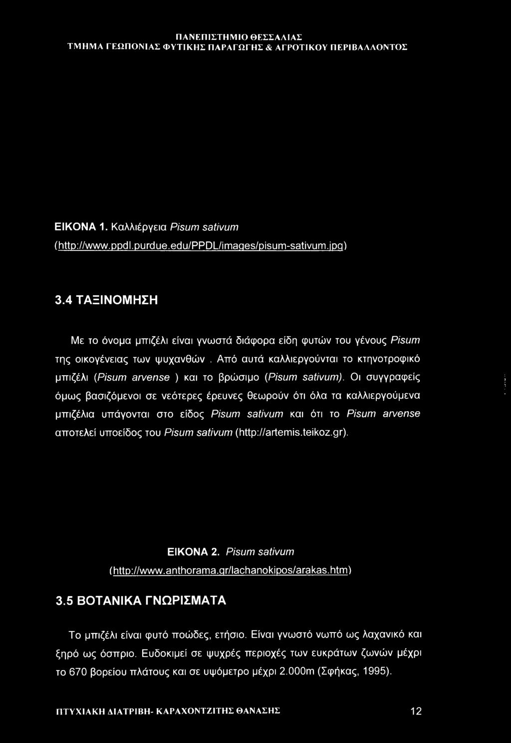 Από αυτά καλλιεργούνται το κτηνοτροφικό μπιζέλι (Pisum arvense ) και το βρώσιμο (Pisum sativum).