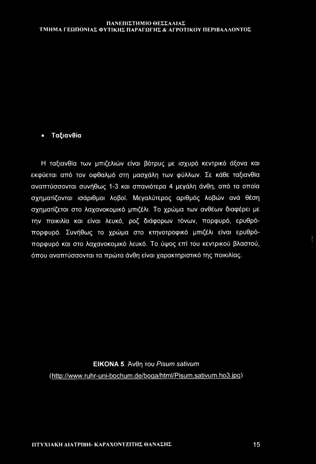 Μεγαλύτερος αριθμός λοβών ανά θέση σχηματίζεται στο λαχανοκομικό μπιζέλι. Το χρώμα των ανθέων διαφέρει με την ποικιλία και είναι λευκό, ροζ διάφορων τόνων, πορφυρό, ερυθρόπορφυρό.