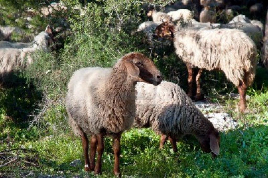 ΕΝΑΛΛΑΚΤΙΚΕΣ ΠΗΓΕΣ ΤΡΟΦΗΣ ΤΩΝ