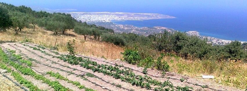 Για τη λιβαδοπονία οι εγκαταλειμμένοι αγροί είναι πολύτιμες εκτάσεις επειδή μπορούν εύκολα να βελτιωθούν.