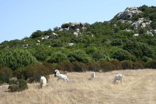 δάσος.