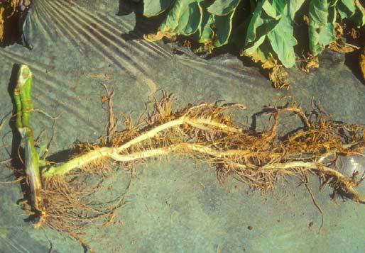 Εικ. 1. Φυτά τομάτας προσβεβλημένα από το μύκητα Fusarium oxyspo