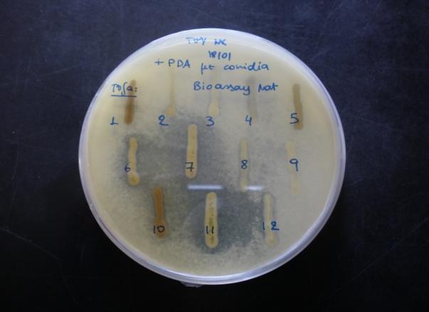 1.3.3. Διερεύνηση της ικανότητας των επιλεγμένων πιθανών βιοπαραγόντων να λύουν τις μυκηλιακές υφές του μύκητα Fusarium oxyspo
