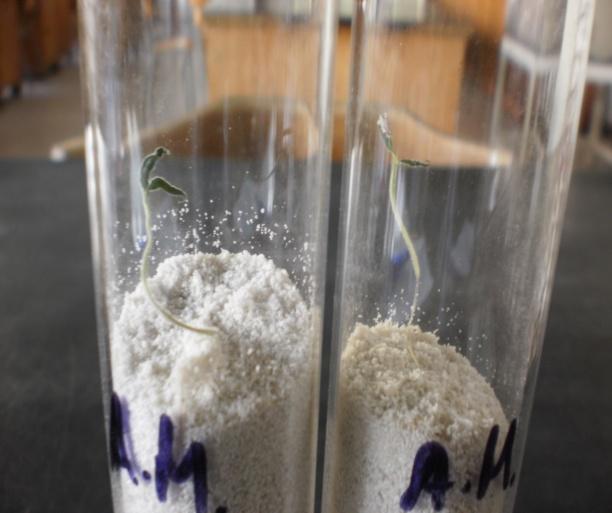 Δεξιά οι σπόροι αναπτύχθηκαν σε άμμο μολυσμένη με κονίδια του φυτοπαθογόνου μύκητα Fusarium oxyspo